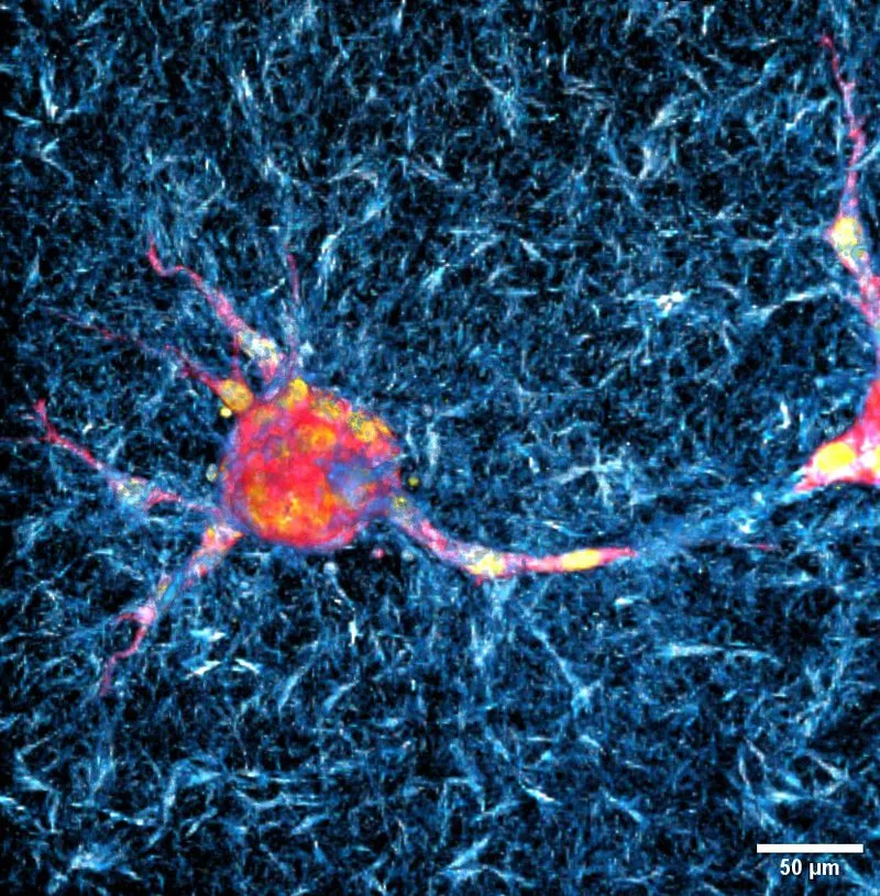Fluorescence microscopy image of a neuron with a brightly labeled cell body and branching projections surrounded by neural tissue, with a 50 μm scale bar.