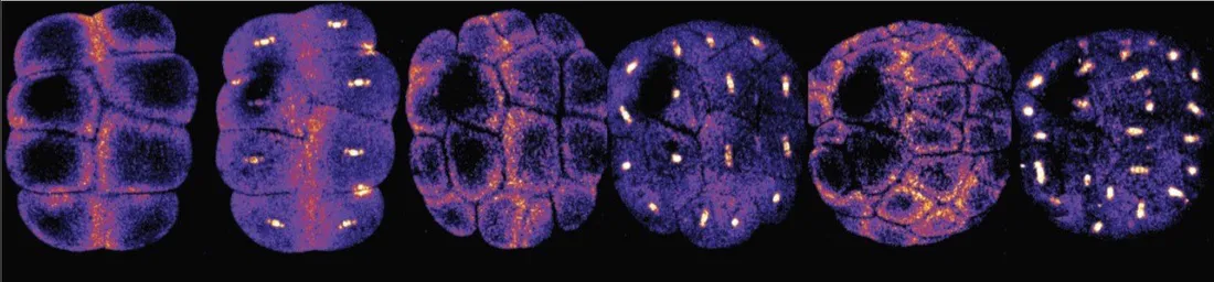 Fluorescence microscopy images showing multiple stages of early embryo cell division, with brightly labeled chromosomes visible during mitosi