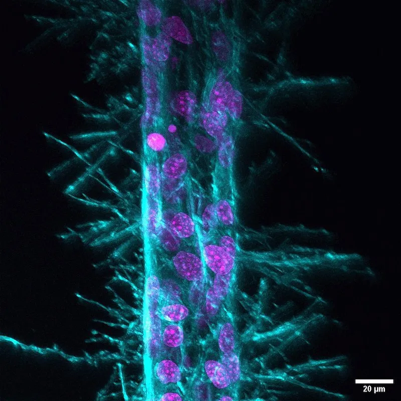 Fluorescence microscopy image showing elongated cells with cyan-stained structures and purple-stained nuclei, with a 20 μm scale bar.